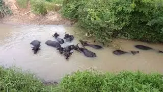 Mengembala Kerbau Di Kebun Melihat Kerbau Mandi