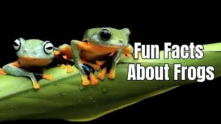 Amazing Facts About Frogs - Fun Frog Facts