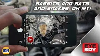 EyeSpy Ep 2  Rabbits and Rats and Snakes, Oh My!