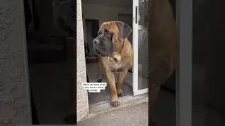 Bowser the Giant Dog is too scared of the wind to go pee 