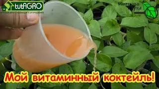ТОМАТЫ ВМИГ ПОЙДУТ В РОСТ И НАЧНУТ ВЯЗАТЬ ПЛОДЫ: дайте им этот витаминный розовый раствор.