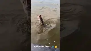 Красивая и эффективная свеча в исполнении щуки! 👍🐟🎣  скорее бы сезон!! 🐟#рыбалка #щука #свеча