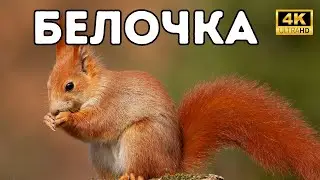 Интересные факты о белках 🐿️ | Белочка | Белочки | Интересные Факты Про Белок | Животные Планеты