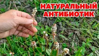 ЧУДО ЦВЕТ ИЗБАВИТ ОТ СИЛЬНЫХ НЕДУГОВ ЗАЩИТИТ ОТ ХВОРЕЙ @natureMarusya