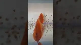 Дискусы - семья