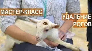 ОБУЧАЮЩЕЕ ВИДЕО. Мастер класс по обезроживанию козлят. Выставка АгроФерма-2018