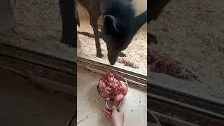 Как ест волк или курица и мясо 