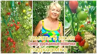 ТОМАТЫ самые урожайные СУПЕР новинки и провал года.ПОДКОРМКА и ПРОФИЛАКТИКА болезней