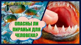 Опасны ли пираньи для человека?