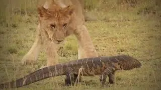 30 Most Merciless Battles Between Wild Animals