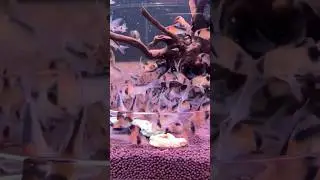 Какие коридорасы вам нравятся❓❤️  #fishtankdesign #аквариумдома #fishtank #аквариумныерыбки