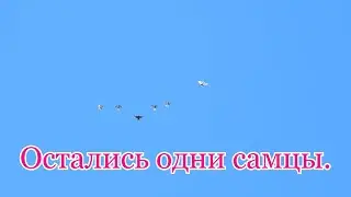 Остались одни самцы.