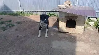 Обустройства место для собаки , натяжитель проволки  цепи .
