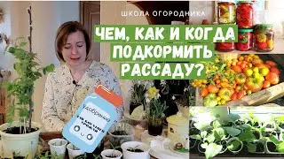 Без ЭТОГО не будет богатого урожая! Чем, когда и как подкормить рассаду?