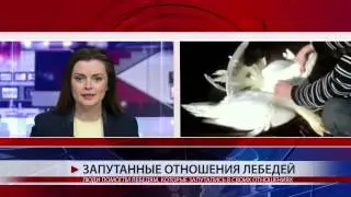 ЗАПУТАННЫЕ ОТНОШЕНИЯ ЛЕБЕДЕЙ