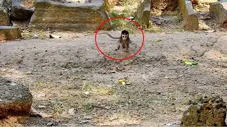 Baby monkey running with fear to mom