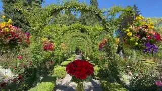 [Must Visit] Amazing Rose Garden @ The Butchart Gardens, Victoria Island