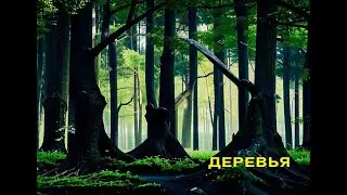 Блуждающий Лес - "Деревья" (17.08.24)