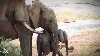 Lost Baby Elephant Finally Finds Mom