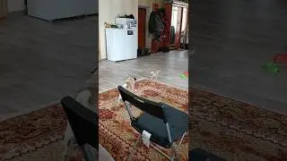 Мопсиные гонения