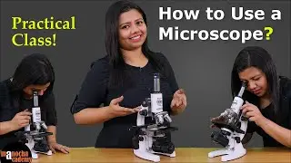 Microscope Parts and Functions | How to Use a Microscope