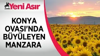 Konya Ovası'nın ayçiçeği tarlaları görsel şölen sundu