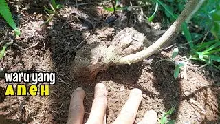 Berburu bahan bonsai liar