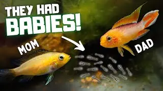 BABIES!! Rare Apistogramma Fire Gold Breeding Update! Day in the Fish Room #37