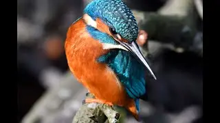 Common Kingfishers Alcedo atthis in a small London park