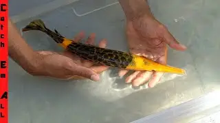 MIXING FISH GENETICS **Carrot Fish FINAL TRANSFORMATION**