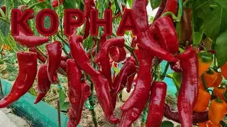 СЛАДКИЙ ПЕРЕЦ КОРНА. ИНДИВИДУАЛЬНЫЙ ОБЗОР ПЕРЦА. УРОЖАЙНОСТЬ С КУСТА. ОТЗЫВЫ. Pepper.