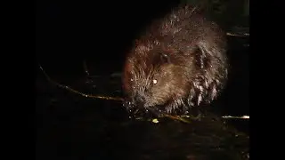 Не забудем и в эту зиму подкормить братьев наших меньших! 🦆🦢🦦🐿️🦊🐱🦌