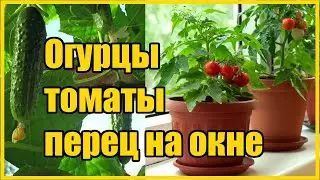 ТЕХНОЛОГИЯ ВЫРАЩИВАНИЯ ОГУРЦОВ, ТОМАТОВ, ПЕРЦА ЗИМОЙ НА ОКНЕ ( ЧАСТЬ 1)