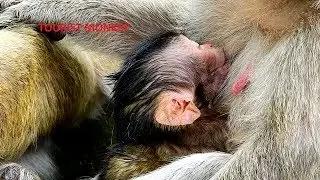 OMG adorable newborn monkey breastfeed to much, Newborn monkey hungry milk,Tourist Monkey 2594