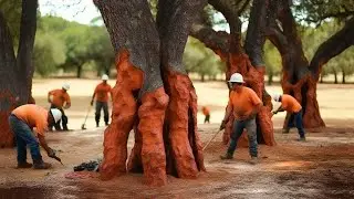 You Won't Believe How Cork is Produced And What is Made Using Cork