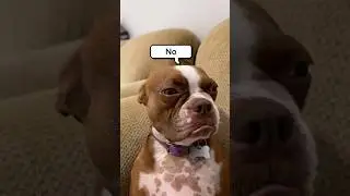 This dog was feeling down, so I did my best to cheer him up 