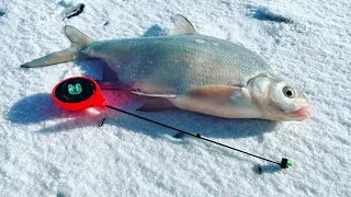НАКОСИЛИ КРУПНОЙ ВОБЛЫ , ПОЙМАЛИ ЛЕЩА и СУДАКА , РЫБАЛКА на КАПЧАГАЕ
