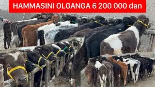 Buqachalarning boshlang’ich narxi 5 200 000dan