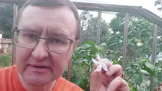 Жасмин и Аюрведа
