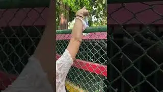 Zoo visitors give thirsty chimp a cold drink