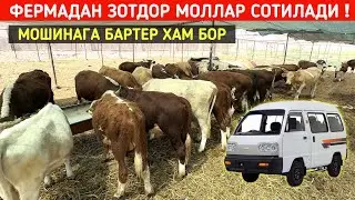 ФЕРМАДАН ЗОТДОР МОЛЛАР СОТИЛАДИ МОШИНАГА БАРТЕР ХАМ БОР !!! ХОРАЗМ БОЗОР