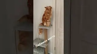 Мартин, большой кот #мейнкун #кот