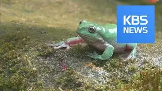 [Korea snapshot] Green Frog Jumping at the Pond / KBS뉴스(News)