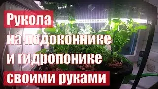Рукола на подоконнике и гидропонике. Как вырастить руколу дома