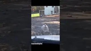 L4D2 MEMES V3 Part 2 