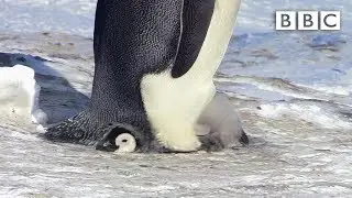 Penguin chick is reluctant to fly the nest 😂 | Snow Chick: A Penguins Tale - BBC