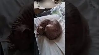 Кошка сфинкс Циля