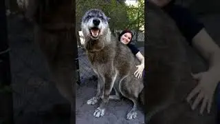 Люди думали что им подарили обычного щенка, а вырос гигантский волк 😱 #shorts