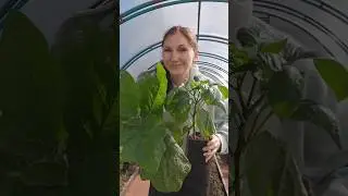 Сажаем баклажаны и перцы 