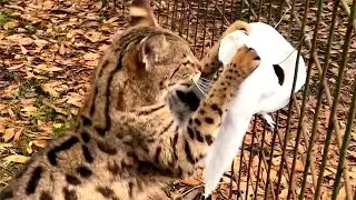 Cat VS Toilet Paper